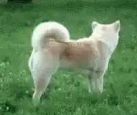 squirrel jumps on dog's back
