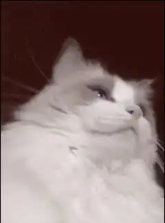 Cat gets fed with a spoon