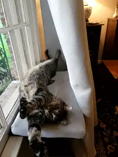cat stretching on chair by window