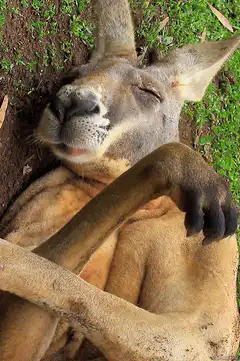 Kangaroo lying on its back
