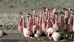 Flamingos standing in a flock