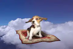 Flying puppy on magic carpet