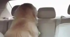Golden Retriever puppy in car