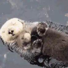 Baby otter cuddling with mother