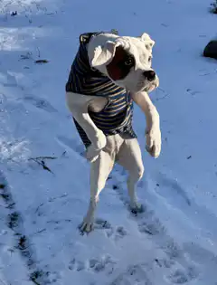 dog in snow asking for more zaps