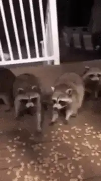 raccoons eating peanuts on porch