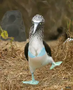 Blue-footed booby in a blue bra