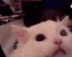 white cat head explosion