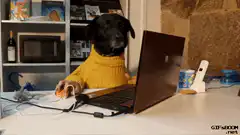 Dog in yellow sweater using laptop