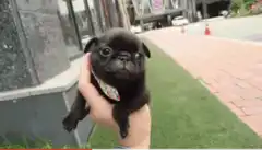 Tiny black pug puppy dropped on grass
