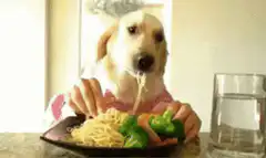 Dog eating spaghetti with hands