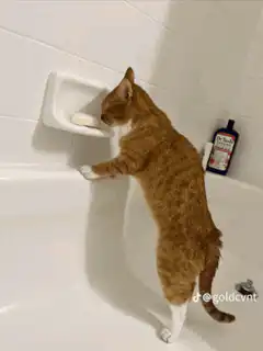 Cat hissing at soap