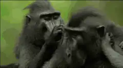 Two baboons looking bored