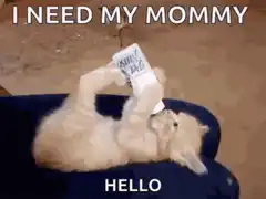 Kitten drinking from a bottle