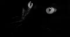 Black cat hissing in the dark