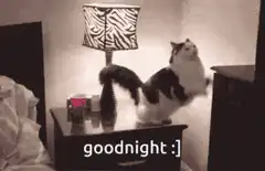 cat gets tucked into bed