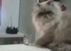 Grumpy cat knocks over glass