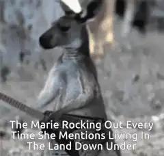 Kangaroo Rocking Out With Guitar