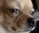 Crying Chihuahua Don't Go