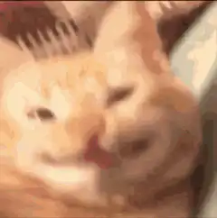 Smug orange cat face