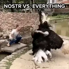 Man gets attacked by ostrich
