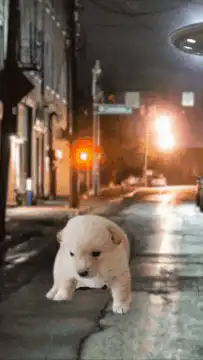 UFO abducts puppy