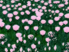 Pink flowers in a field