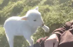 Cute lamb nudging person's hand