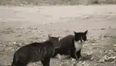 Cat fights dog then dog fights cat