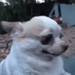 Smiling Chihuahua