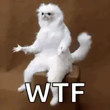 Confused white cat WTF