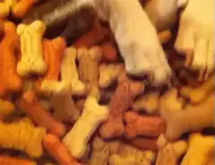 dog buried in dog treats