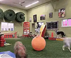 Dog balances on giant orange ball