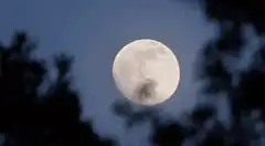 Full moon behind trees
