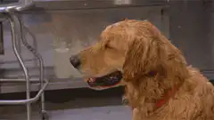 Golden Retriever wipes face with tissue