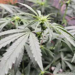 Cannabis plant growth time-lapse