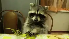 Raccoon eating grapes at table