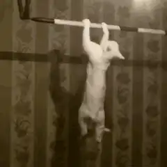 Cat doing pull-ups on a bar