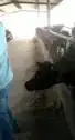 cow headbutt person in barn