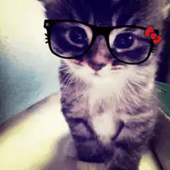 kitten with glasses