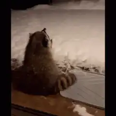 Raccoon catching snowflakes