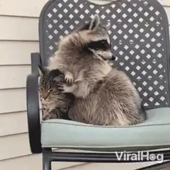 Raccoon hugging cat on chair