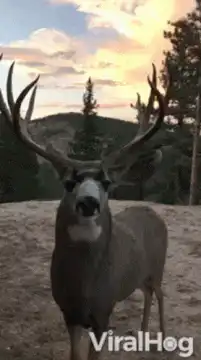 Deer walks up to camera