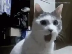 Shocked cat with wide eyes and open mouth