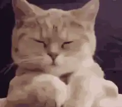 judgy cat blinking