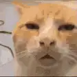 orange cat head tilt