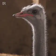 Ostrich yawning and blinking