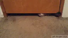 Cat crawls out from under furniture