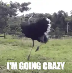 Ostrich dancing I'm going crazy