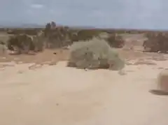 Tumbleweed rolling across desert